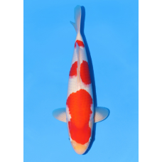 KGE.74 KOHAKU SANDAN